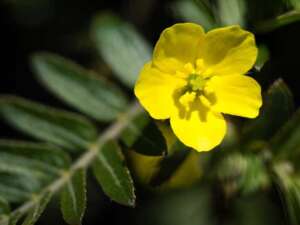 Anabolizantes naturais 